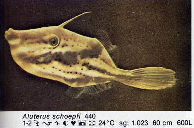 Aluterus schoepfi